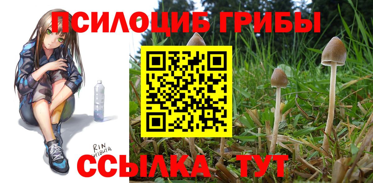 Псилоцибиновые грибы Psilocybine cubensis  Абакан  Галлюциногенные грибы мухоморы 